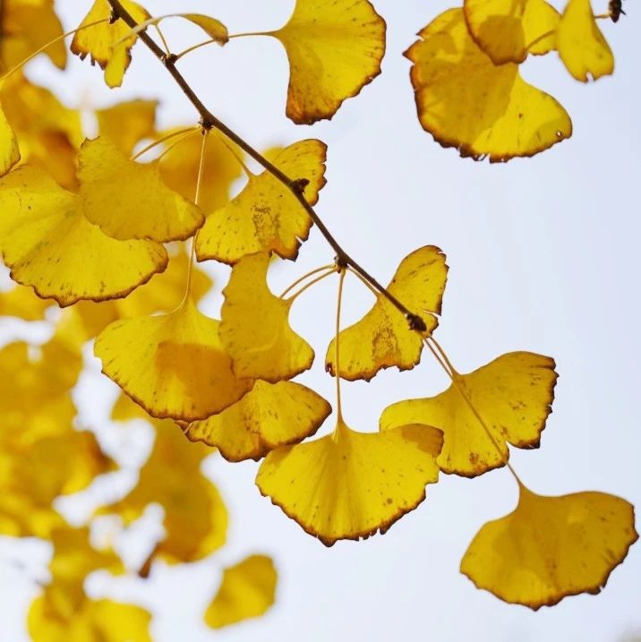 【健康生活】冬季饮食，谨和五味